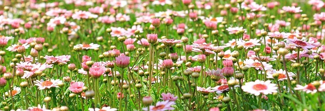 Professionelle Gartenpflege für Gewerbeimmobilien