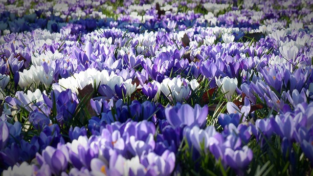 Warum ein Unternehmen die Gartenpflege übernehmen sollte