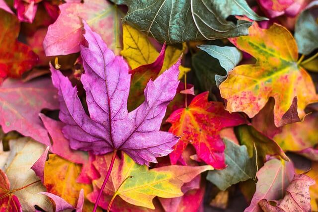 Gartenpflege im Herbst: Vorbereitung auf den Winter