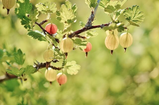 Winterfeste Gartenpflege im Herbst